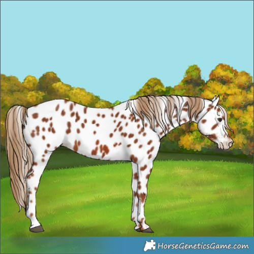 Horse Color:Chestnut Appaloosa