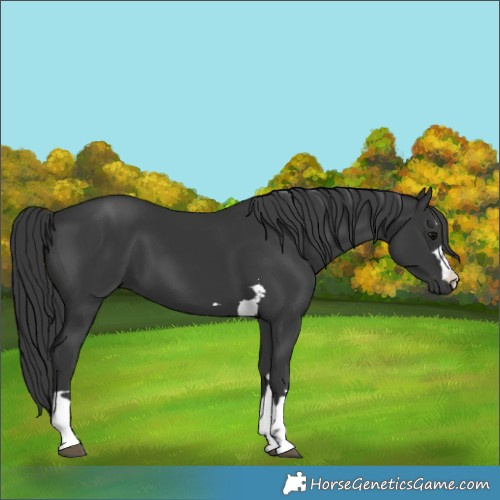 Horse Color:Black 
