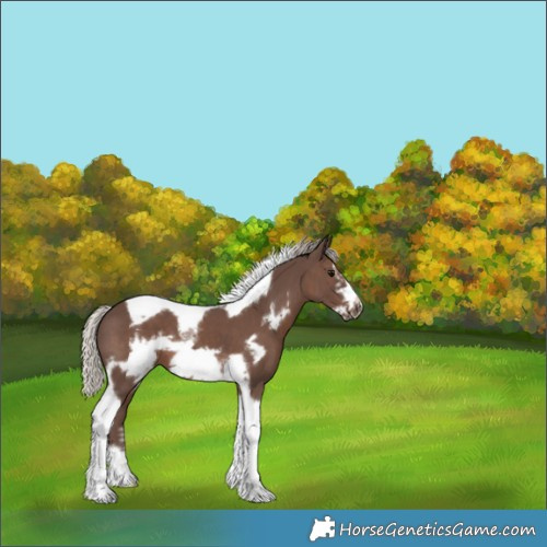 Horse Color:White Spotted Silver Black Tobiano Frame 