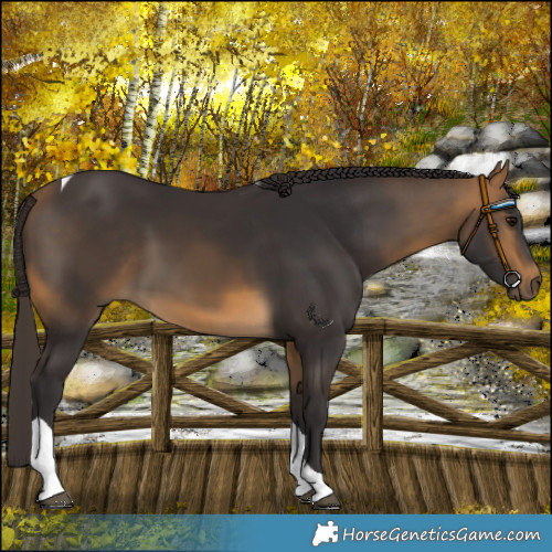 Horse Color:Buckskin Tobiano