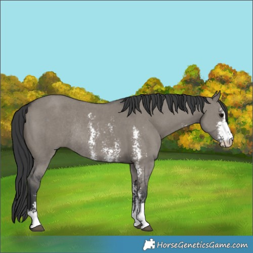 Horse Color:Grullo Sabino Rabicano