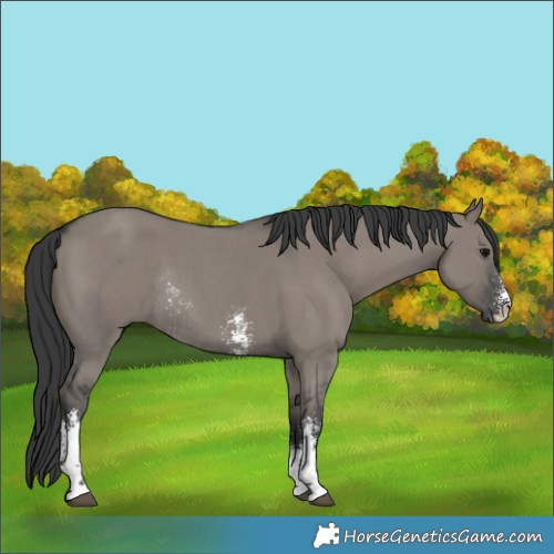 Horse Color:Grullo Sabino Rabicano
