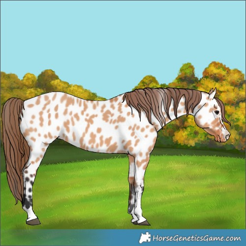 Horse Color:Bay Dun Appaloosa