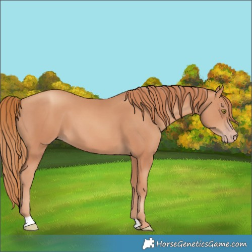 Horse Color:Gold Champagne