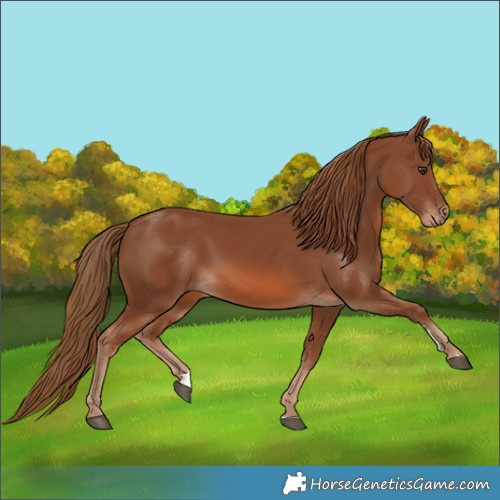 Horse Color:Chestnut 