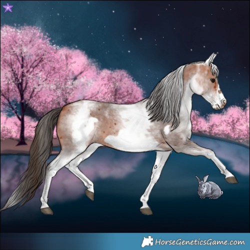 Horse Color:White Spotted Bay Sabino Frame