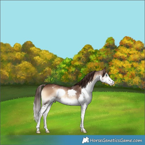 Horse Color:White Spotted Liver Red Onyx Splash Varnish Rabicano
