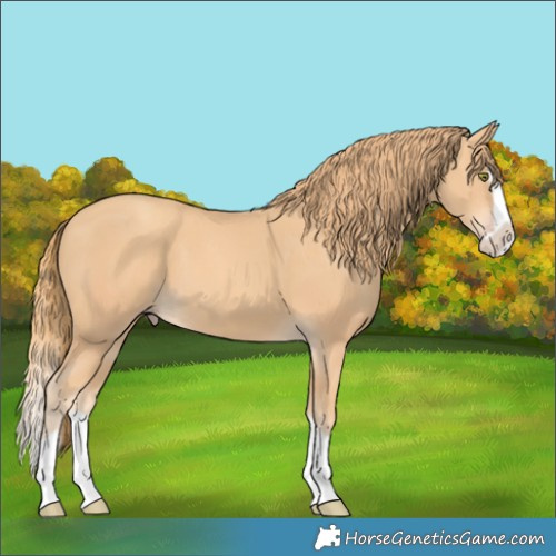 Horse Color:Gold Champagne Splash