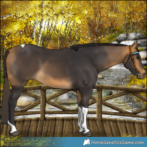 Horse Color:Buckskin Tobiano 