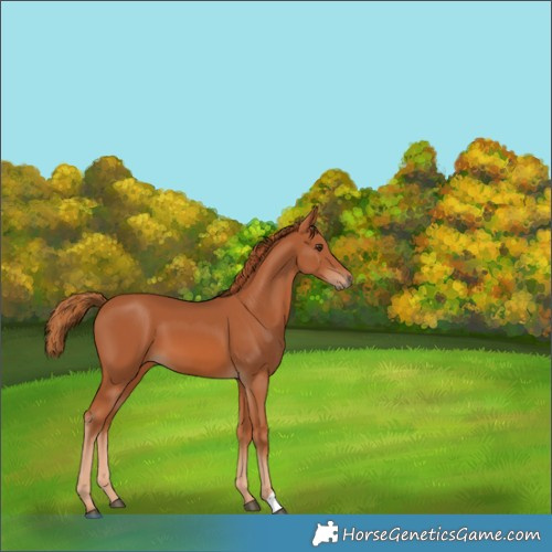 Horse Color:Chestnut 