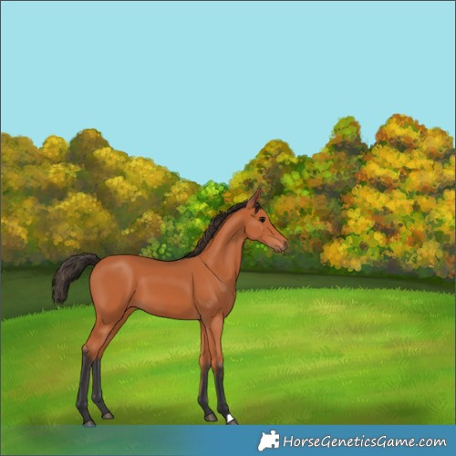 Horse Color:Bay 
