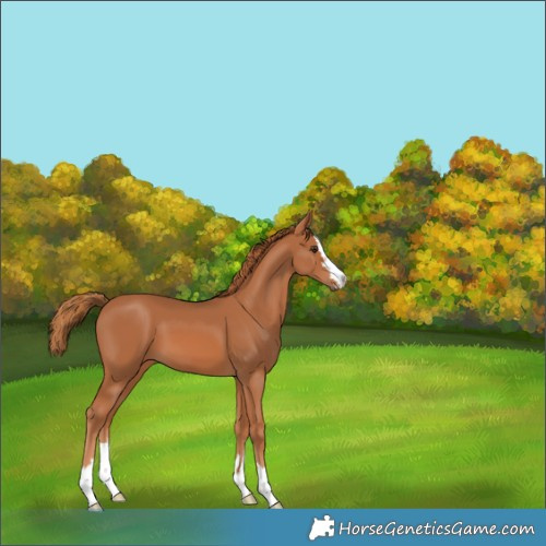 Horse Color:Chestnut 