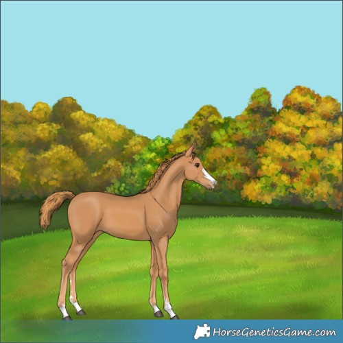 Horse Color:Chestnut 