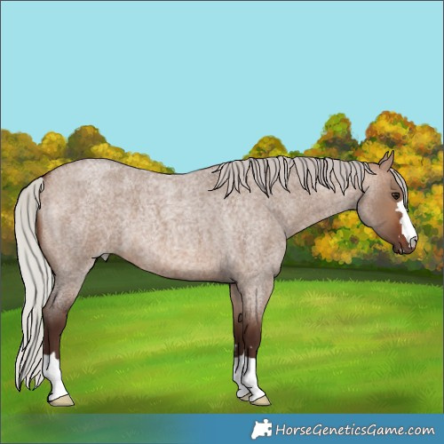 Horse Color:Silver Brown Roan Dun 