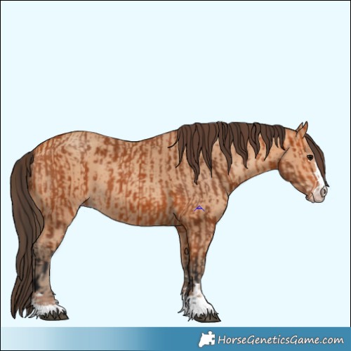 Horse Color:Bay and Amber Champagne