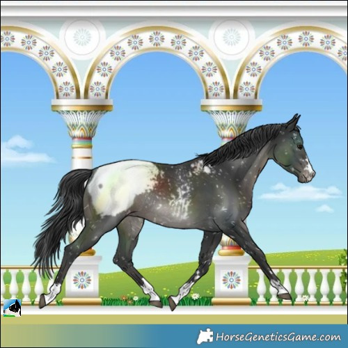 Horse Color:Black Snowcap Rabicano 