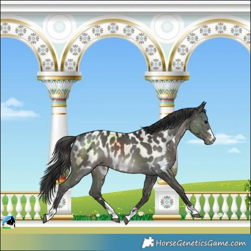 Horse Color:Black Blanket Rabicano