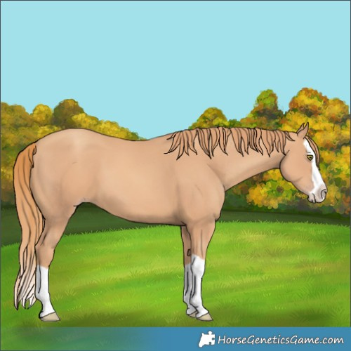 Horse Color:Gold Champagne Splash