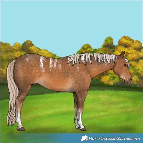 Horse Color:Powder White Chocolate Palomino