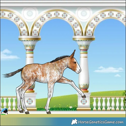 Horse Color:Bay Sabino Rabicano and Buckskin Sabino Rabicano