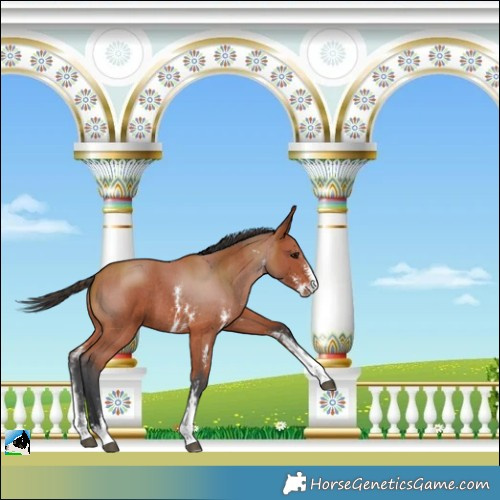 Horse Color:Bay Sabino Rabicano  and Bay Sabino Rabicano 
