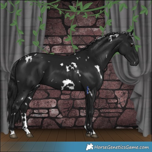 Horse Color:Gray White Spotted Black 