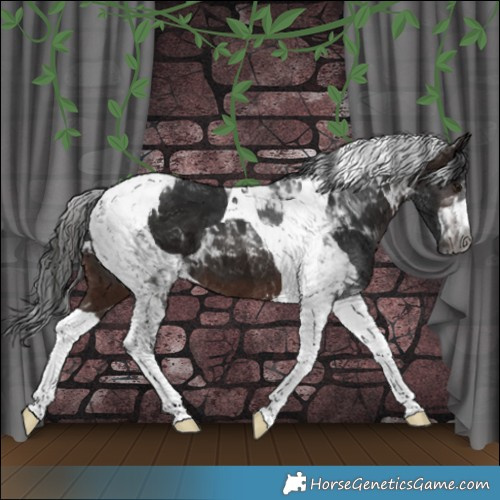 Horse Color:Gray Bay Tobiano 