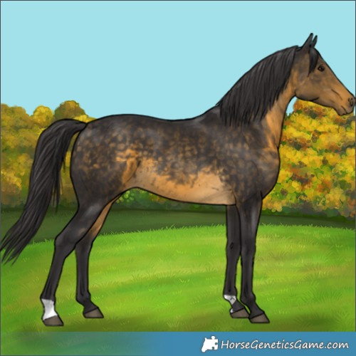 Horse Color:Buckskin 