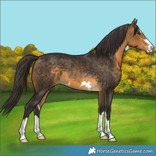 Horse Color:Buckskin 