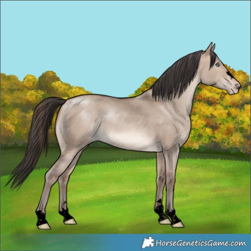 Horse Color:Void Sable Champagne Dun 
