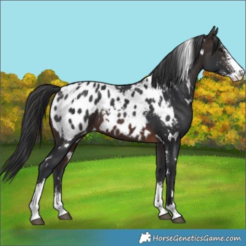 Horse Color:White Spotted Brown Sabino Blanket 