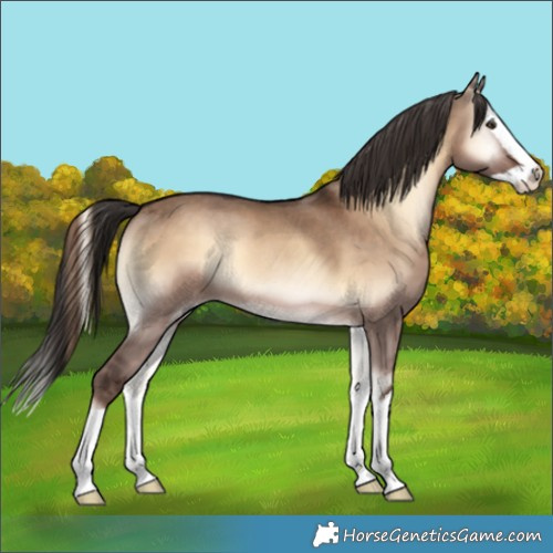 Horse Color:Liver Red Dun Onyx Splash Rabicano 