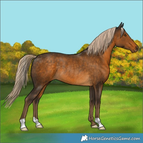 Horse Color:Chocolate Palomino Rabicano
