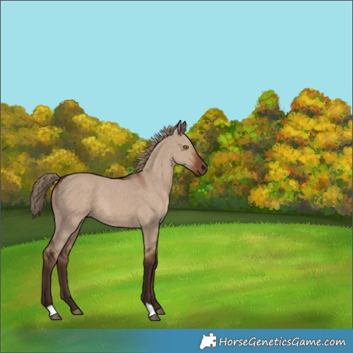 Horse Color:Unknown 