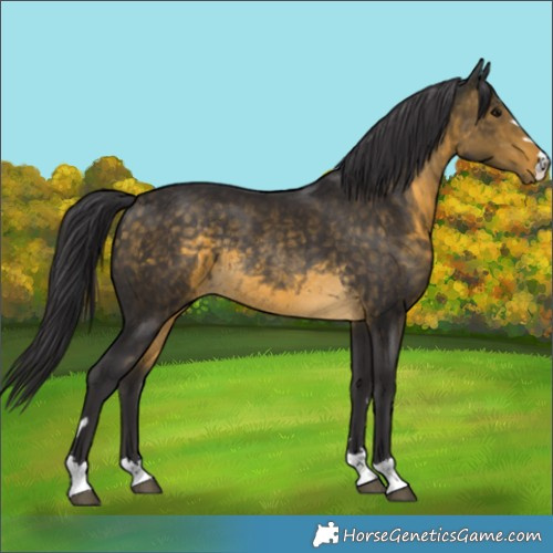 Horse Color:Buckskin Rabicano 