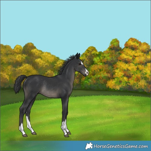 Horse Color:Unknown