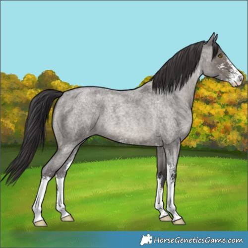 Horse Color:Smoky Grullo Roan Sabino 