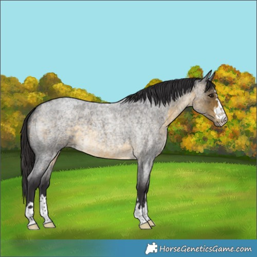 Horse Color:Buckskin Roan 