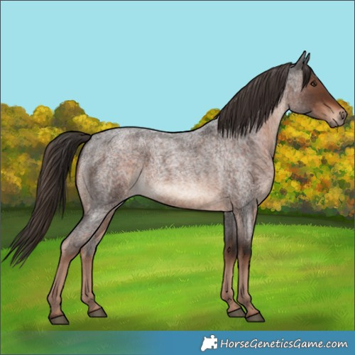 Horse Color:Liver Red Roan Rabicano 