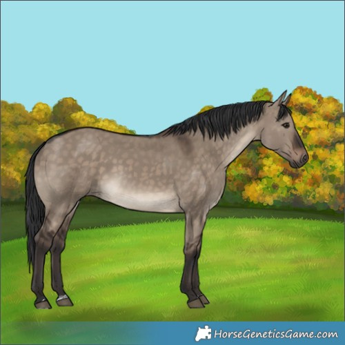 Horse Color:Brown Dun 
