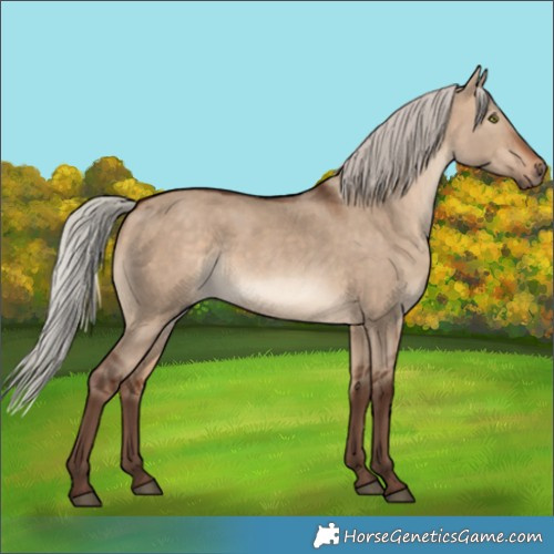 Horse Color:Silver Bay Dun Rabicano