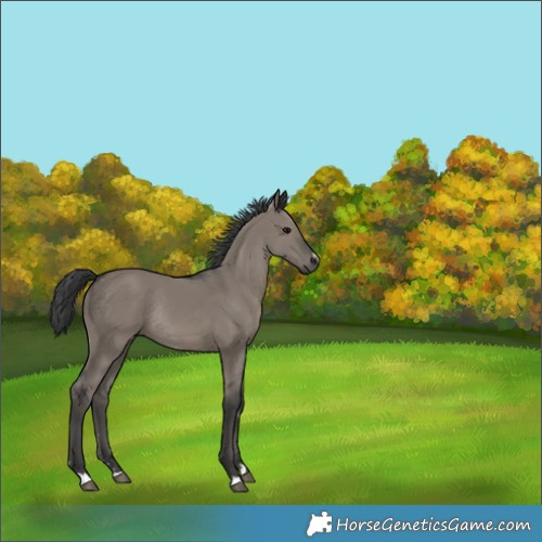 Horse Color:Unknown 