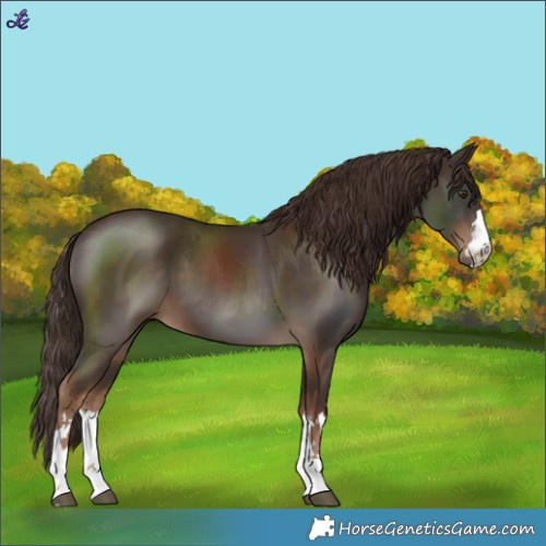 Horse Color:Liver Chestnut 