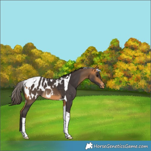 Horse Color:Buckskin Tobiano Blanket 
