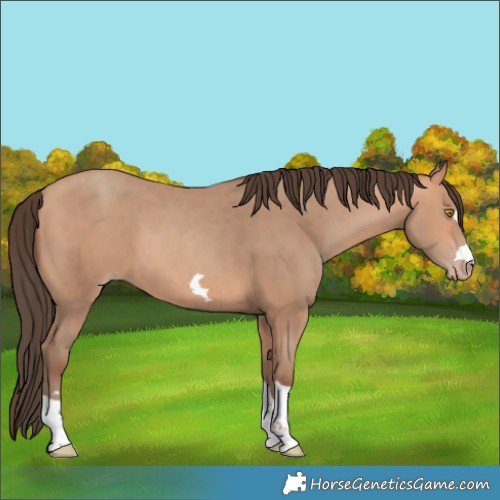 Horse Color:Amber Champagne 
