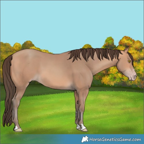 Horse Color:Amber Champagne 