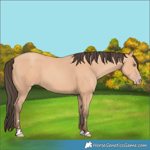 Horse Color:Amber Champagne