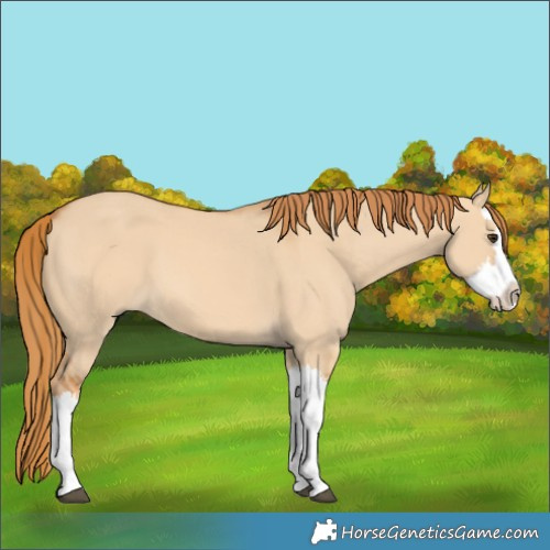 Horse Color:Red Dun Splash 