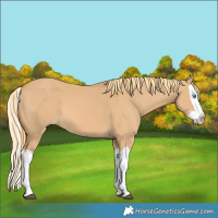 Horse Color:Red Dun Splash 