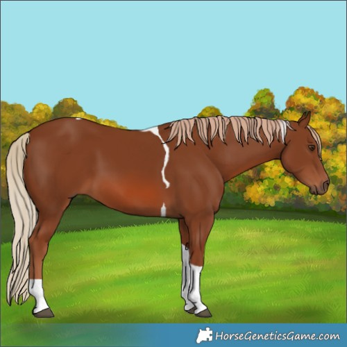 Horse Color:Chestnut Tobiano